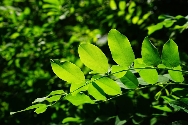 tree