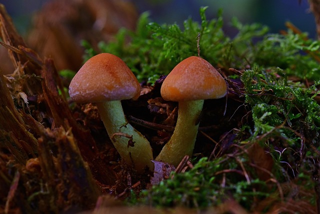 tree-stump-640x480-10849425.jpeg