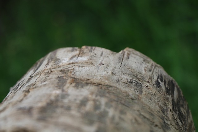 tree-stump-640x480-12237232.jpeg