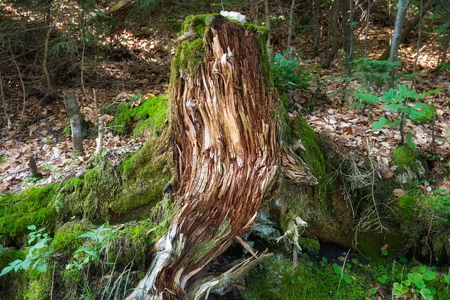 tree-stump-640x480-12514558.jpeg