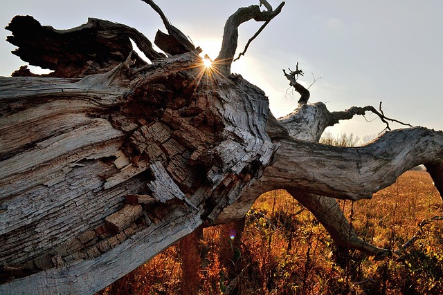 tree stump