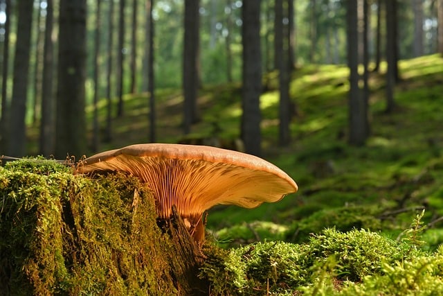 tree-stump-640x480-12756867.jpeg