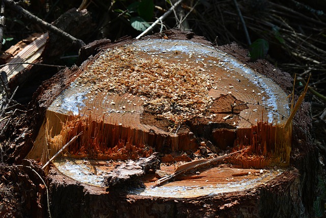 tree stump