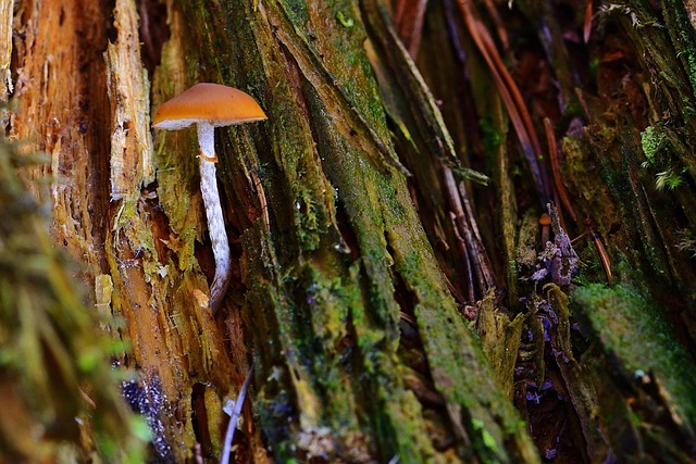 tree stump