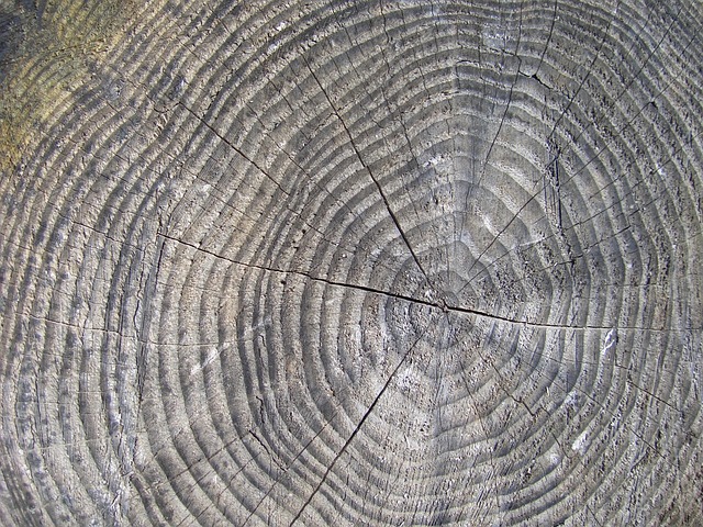 tree-stump-640x480-14328380.jpeg