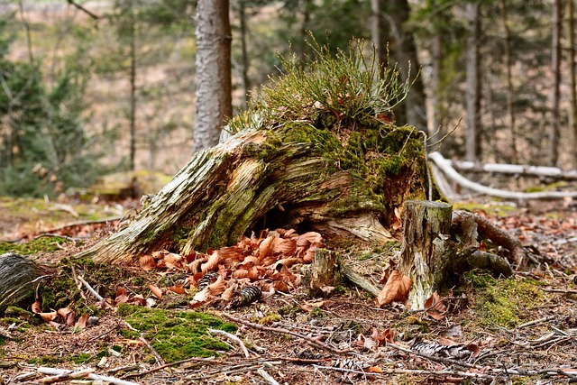 tree stump