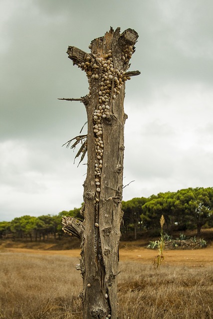 tree stump