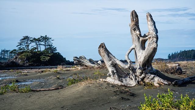 tree-stump-640x480-14998311.jpeg