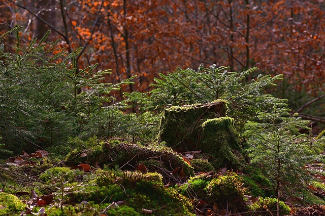 tree-stump-640x480-15139245.jpeg