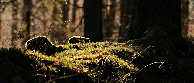 tree stump