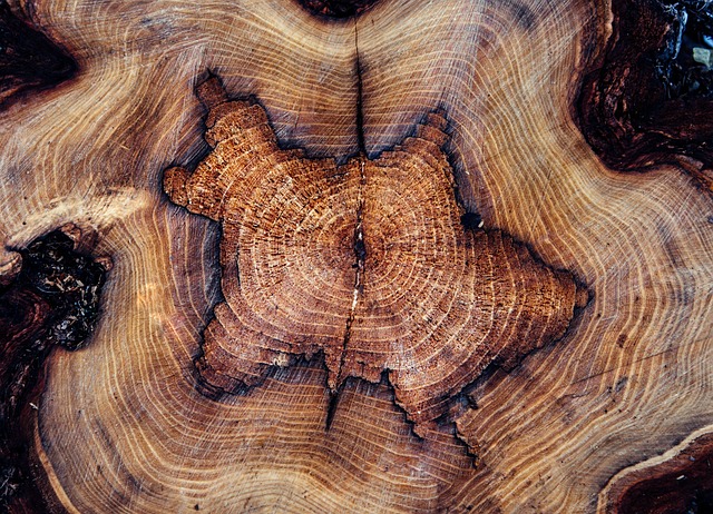 tree stump