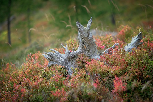 tree-stump-640x480-17969819.jpeg