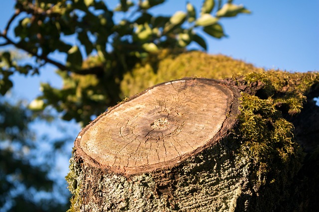 tree stump