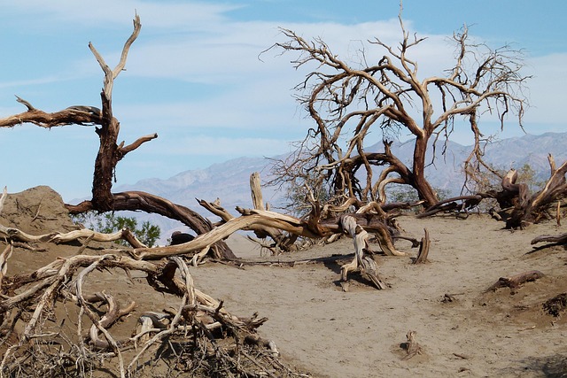 tree-stump-640x480-1851057.jpeg