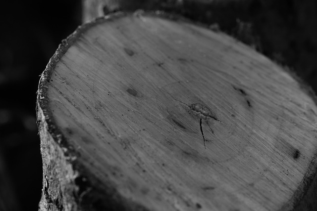 tree stump