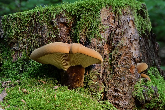 tree-stump-640x480-21094771.jpeg