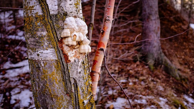 tree stump