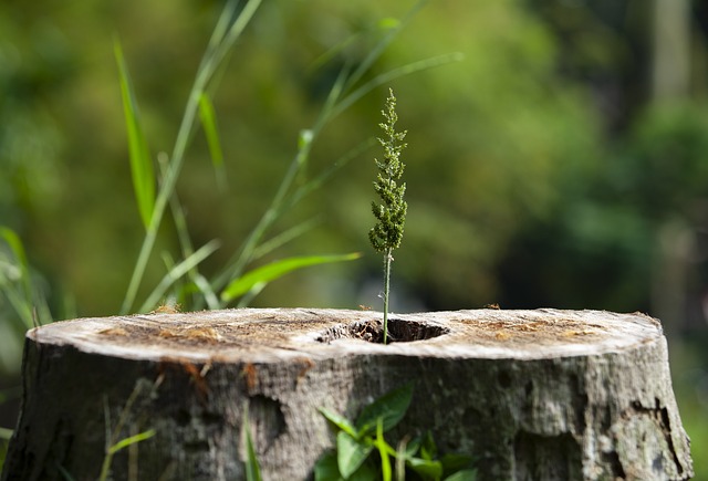 tree stump