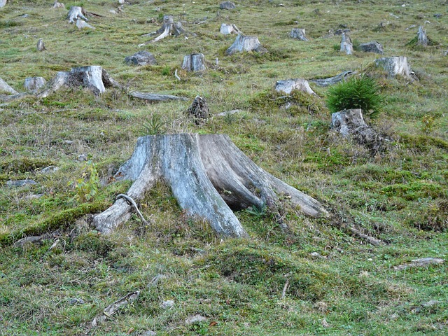 tree stump