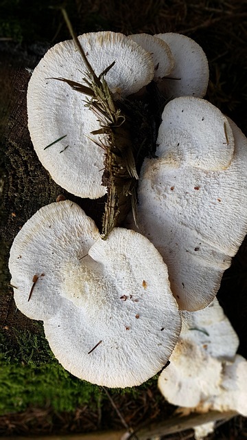 tree-stump-640x480-24623142.jpeg