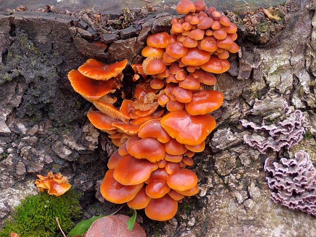 tree-stump-640x480-24765129.jpeg