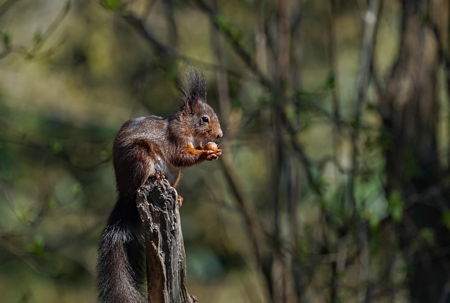 tree-stump-640x480-24977866.jpeg