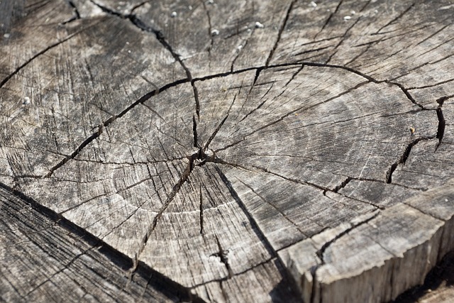 tree stump