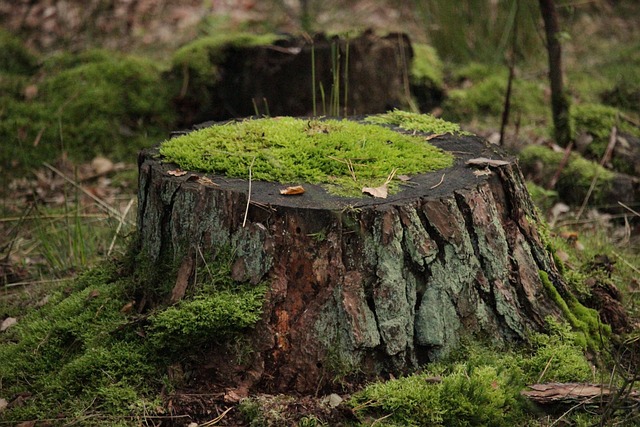 tree stump