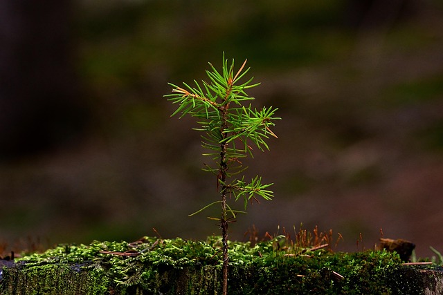 tree stump