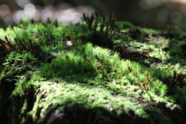 tree stump