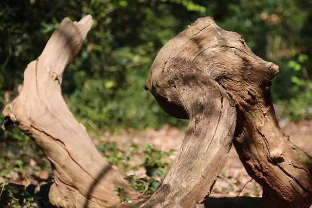 tree stump