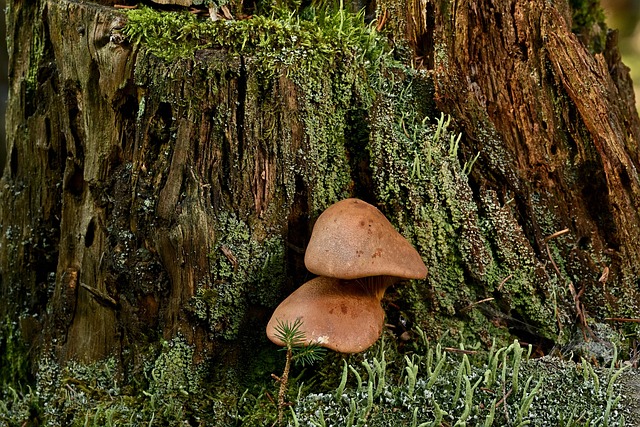 tree stump