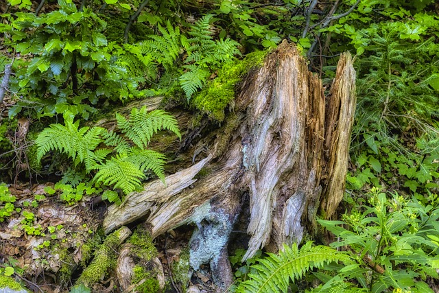 tree-stump-640x480-30643718.jpeg