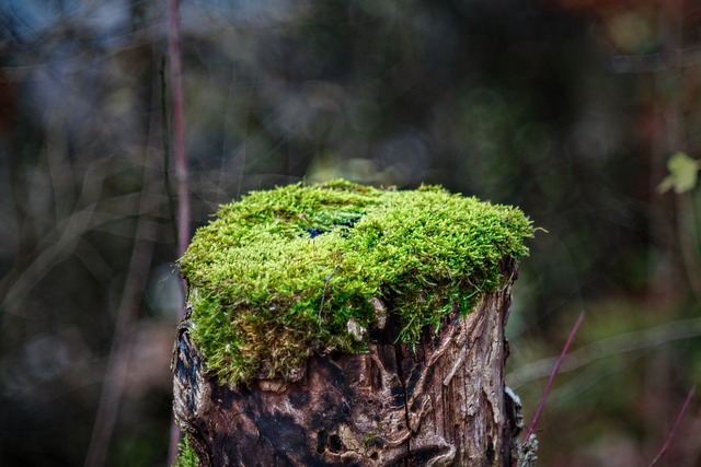 tree stump