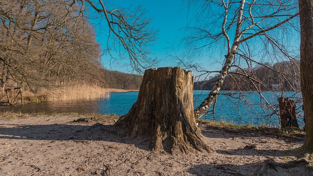 tree stump
