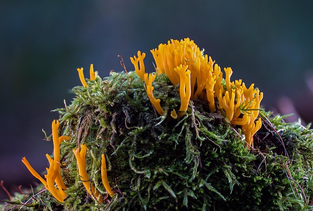 tree stump