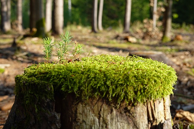 tree stump