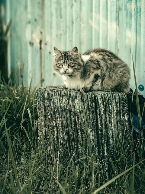 tree stump