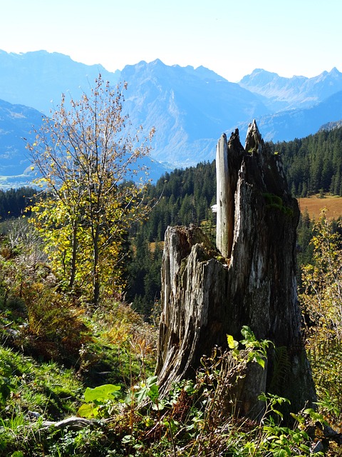 tree stump
