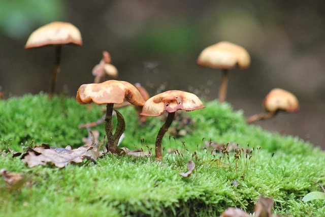tree stump