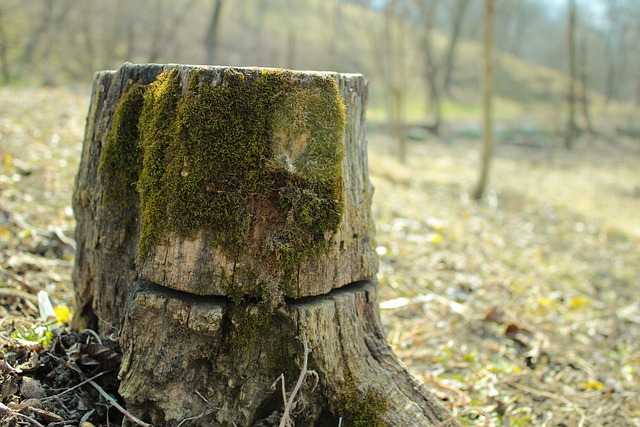 tree-stump-640x480-35268227.jpeg