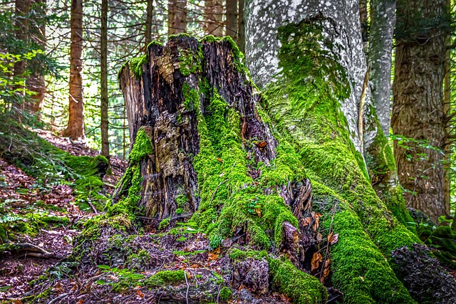 tree-stump-640x480-35930489.jpeg