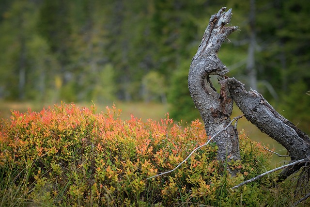 tree stump