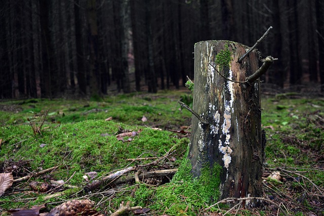 tree stump