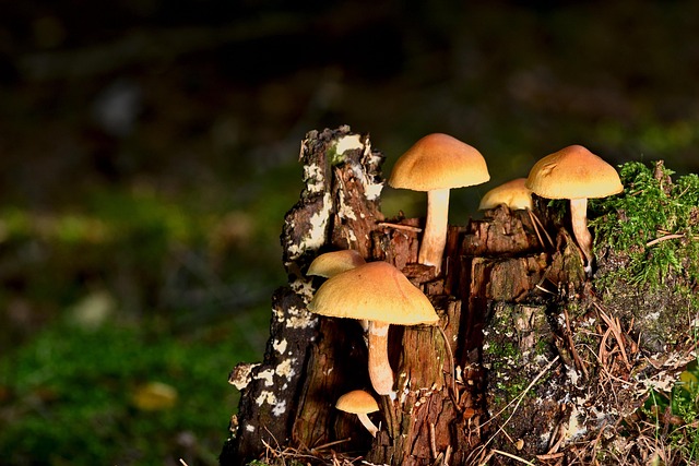 tree stump