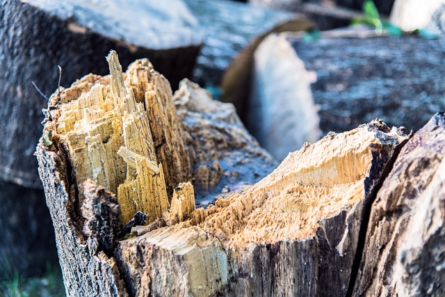 tree stump