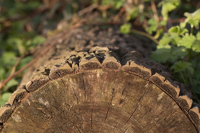 tree-stump-640x480-39766222.jpeg