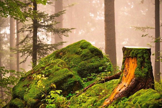 tree stump