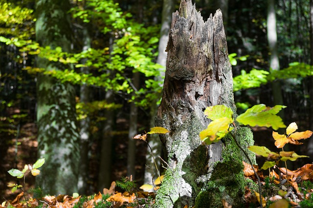 Richardson TX Stump Removal: Expert Solutions for a Clean Yard
