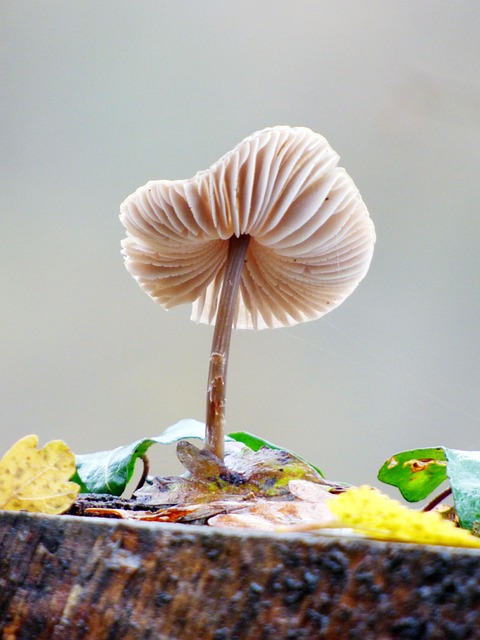 tree-stump-640x480-40282708.jpeg